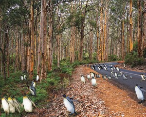 Fourteen Animals Around the World are on a Journey for Survival When Climate Change Displaces Them to Bizarre New Habitats in this Captivating Interpretive Children's Picture Book