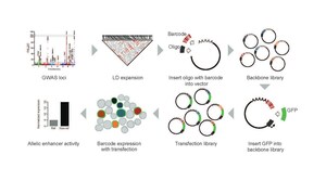 'Massively Parallel' Gene Screening Tool Can Accelerate Research for Nearly Any Disease