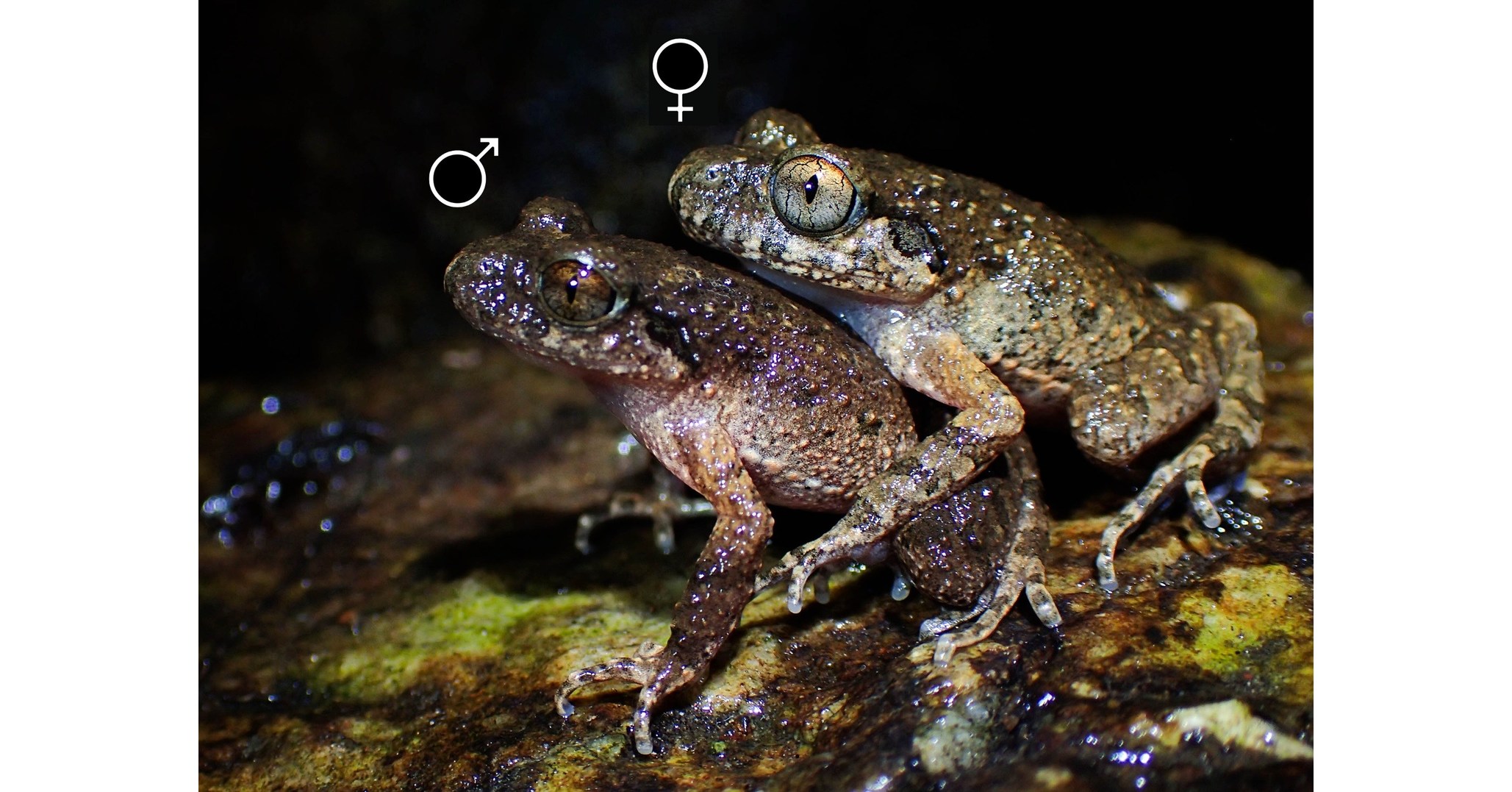 Lingnan University scholar discovers novel reproductive behaviour in native frog species