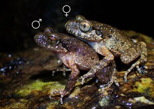 Lingnan University scholar discovers novel reproductive behaviour in native frog species