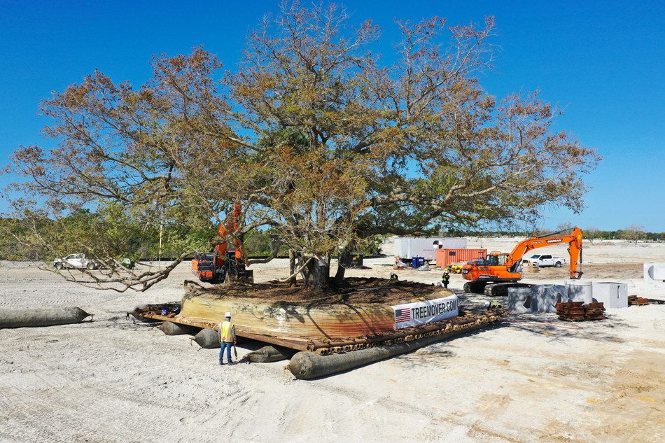 Wellen Park relocates 26 mature live oak trees through Heritage Tree