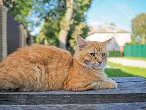 Study Of Chronic Inflammation and Cognition in Senior Cats Receives Morris Animal Foundation Mark L. Morris Jr. Investigator Award