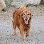 Morris Animal Foundation Partners with Elanco to Improve Understanding of Canine Osteoarthritis