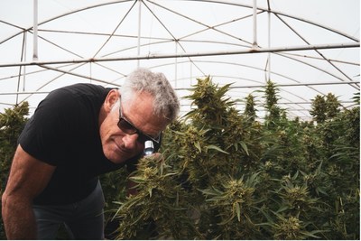 Andreas Met scoping trichomes shortly before harvest (CNW Group/Halo Collective Inc.)