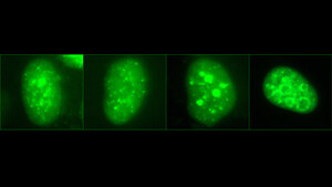 How Human Cells Coordinate the Start of DNA Replication