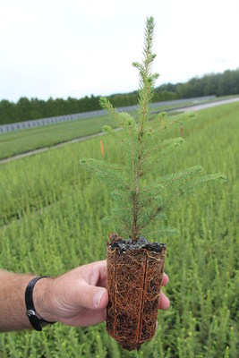 Mois de l'arbre et des forêts - La distribution d'arbres est de retour!