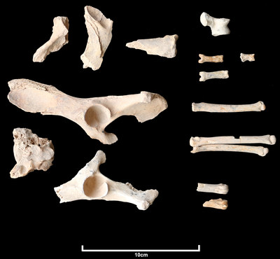 Twenty-six fragments of a dog's bones were found at a burial site in the basalt volcanic uplands of AlUla in north-west Saudi Arabia, along with bones from 11 humans. Dated at circa 4200 to 4000 BCE, this is the earliest known domesticated dog in Arabia. (PRNewsfoto/Royal Commission for AlUla for Saudi Arabia)