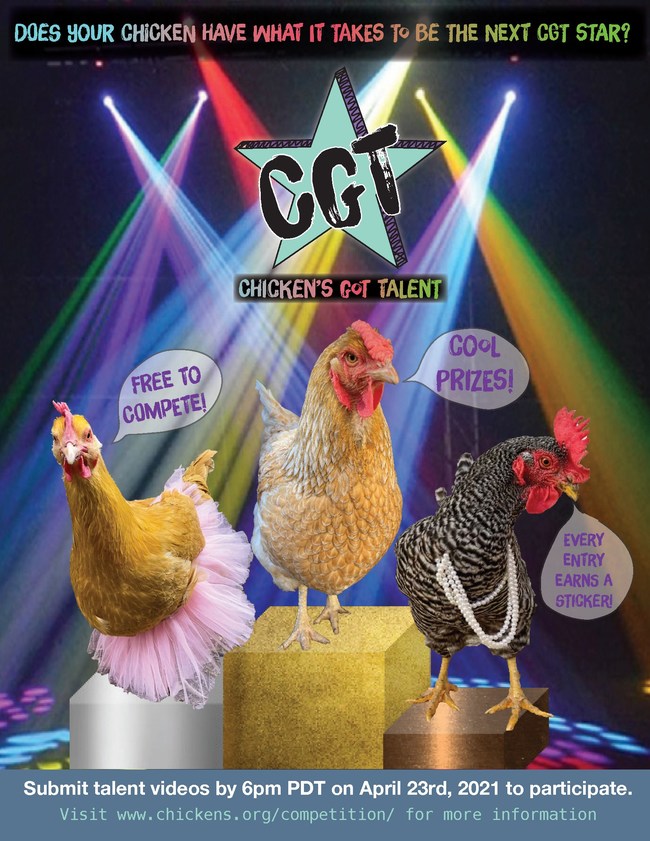 Chickens.org invites video submissions for Chicken's Got Talent, April 2021. Video submissions due by 6 pm PDT April 23, 2021. Online public voting will be April 26 - 6 pm PT April 30, 2021.