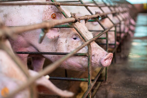 Retail Council of Canada backtracks on animal welfare commitments