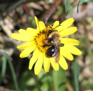 Diverse Group of Agriculture, Conservation and Natural Resource Organizations Comes Together to Protect California's Pollinators