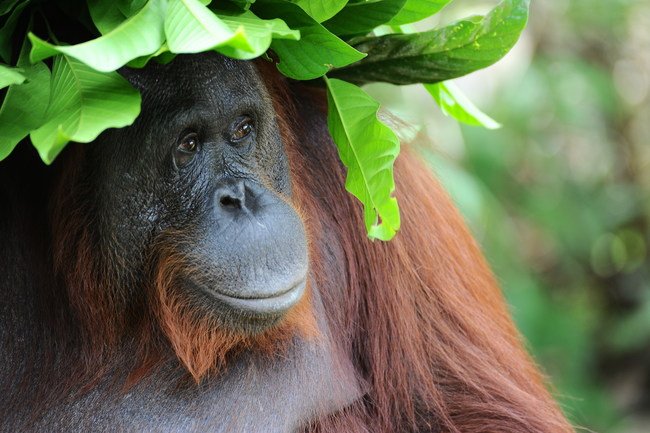 Siswi, an adult female orangutan living in Tanjung Puting National Park in Indonesian Borneo, wearing a hat she constructed with leaves to protect her from the sun and rain.
