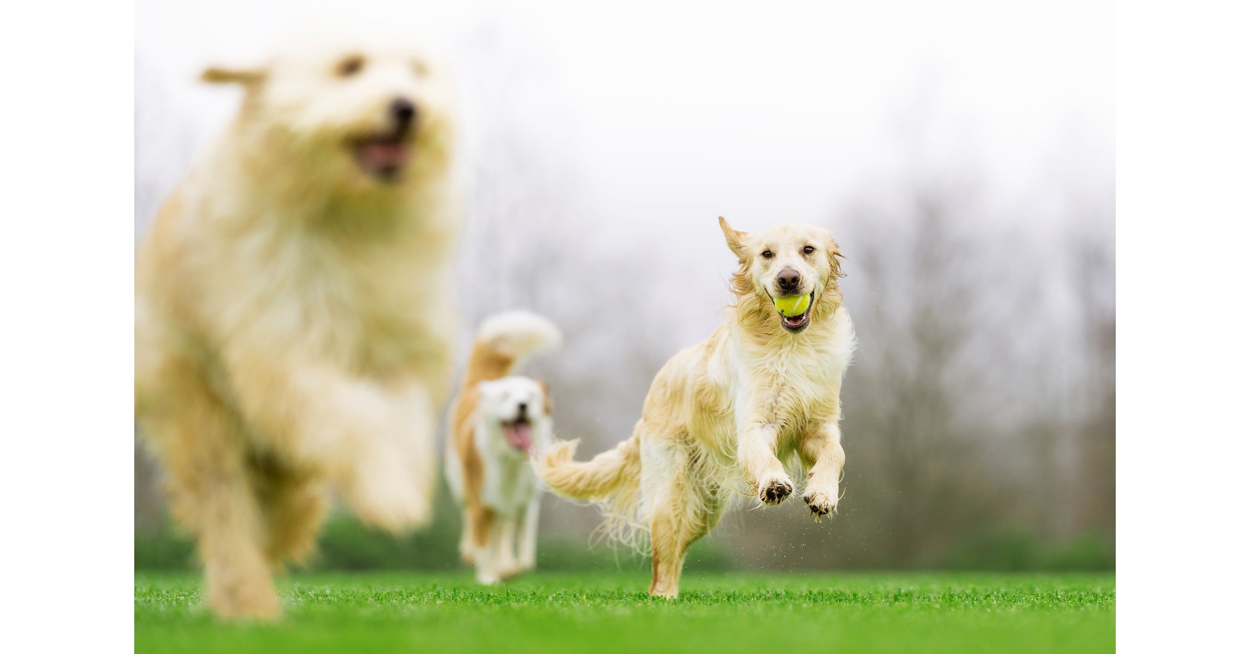 PetSafe® Prepares to Launch its 2021 Bark for Your Park™ Grant Contest