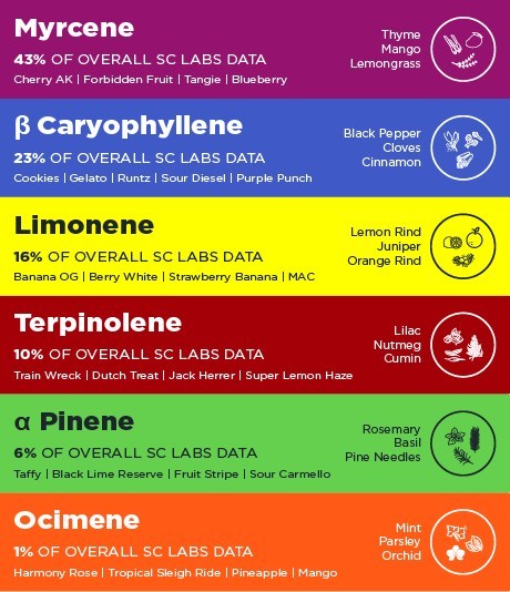 With wide variability in terpenoid composition, SC Labs finds that each cannabis varietal generally falls into one of six primary terpene groups.
