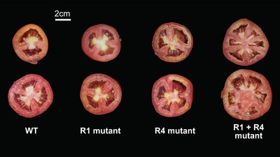 Different combinations of mutations can affect the size of tomatoes unpredictably. In this image, the first column shows an unmutated (WT) tomato. The second and third columns show tomatoes with a single mutation in a region of the promoter (R1 or R4) for fruit size gene SlCV3. The individual mutations have little effect on fruit size. But the combination of these two mutations (R1 + R4) yields a much bigger fruit. Image: Xingang Wang/Lippman lab, CSHL/2021