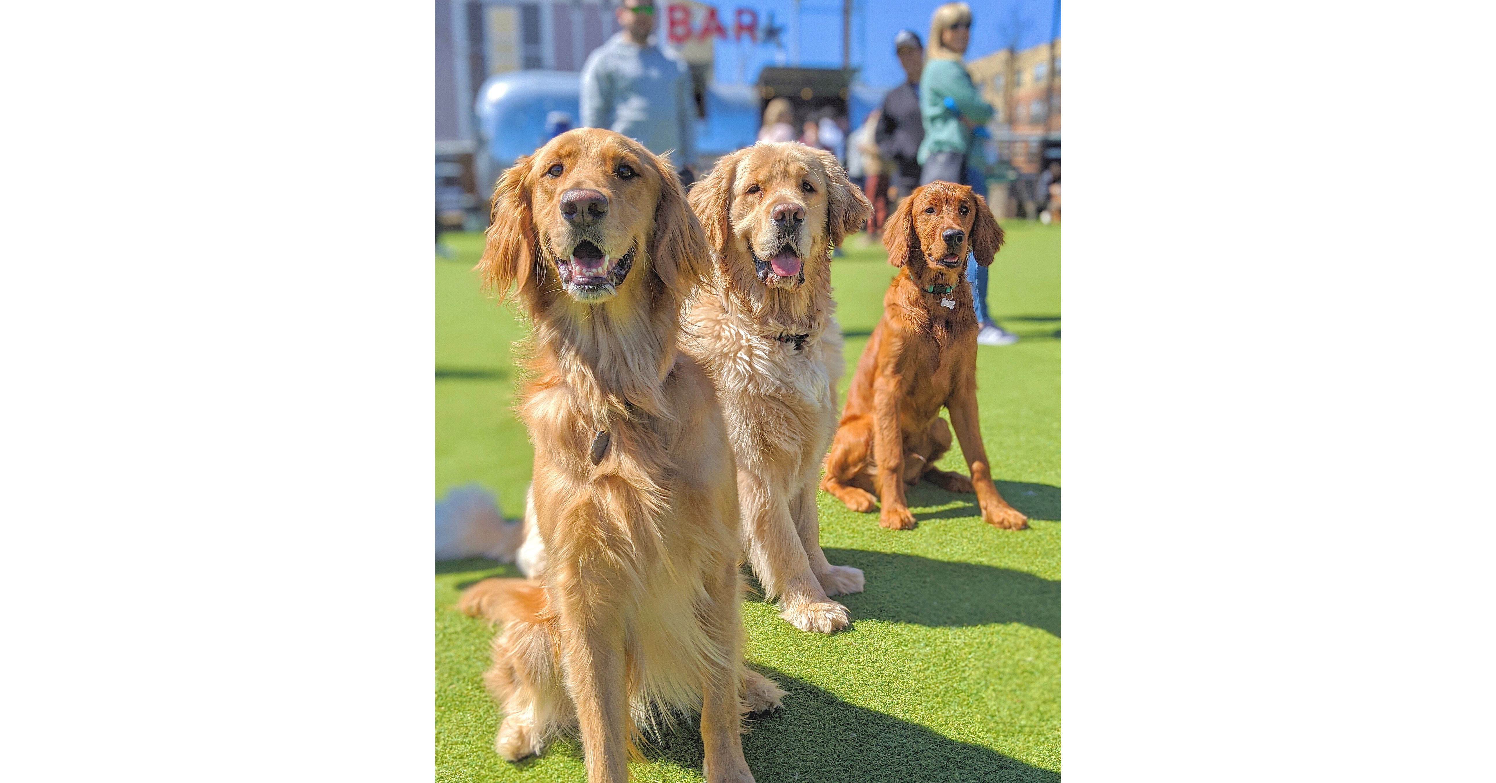 Booyah and Fleet Farm Announce Special Dog Jersey for Bark in the