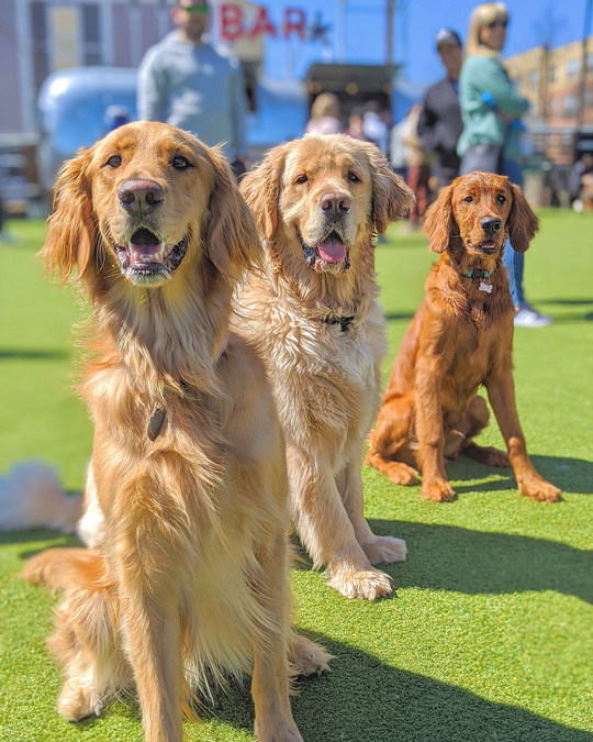 Trailblazing Off-Leash Dog Park And Bar Concept - Fetch Park - Is Coming To Columbus, Georgia This Fall - Vimarsana News