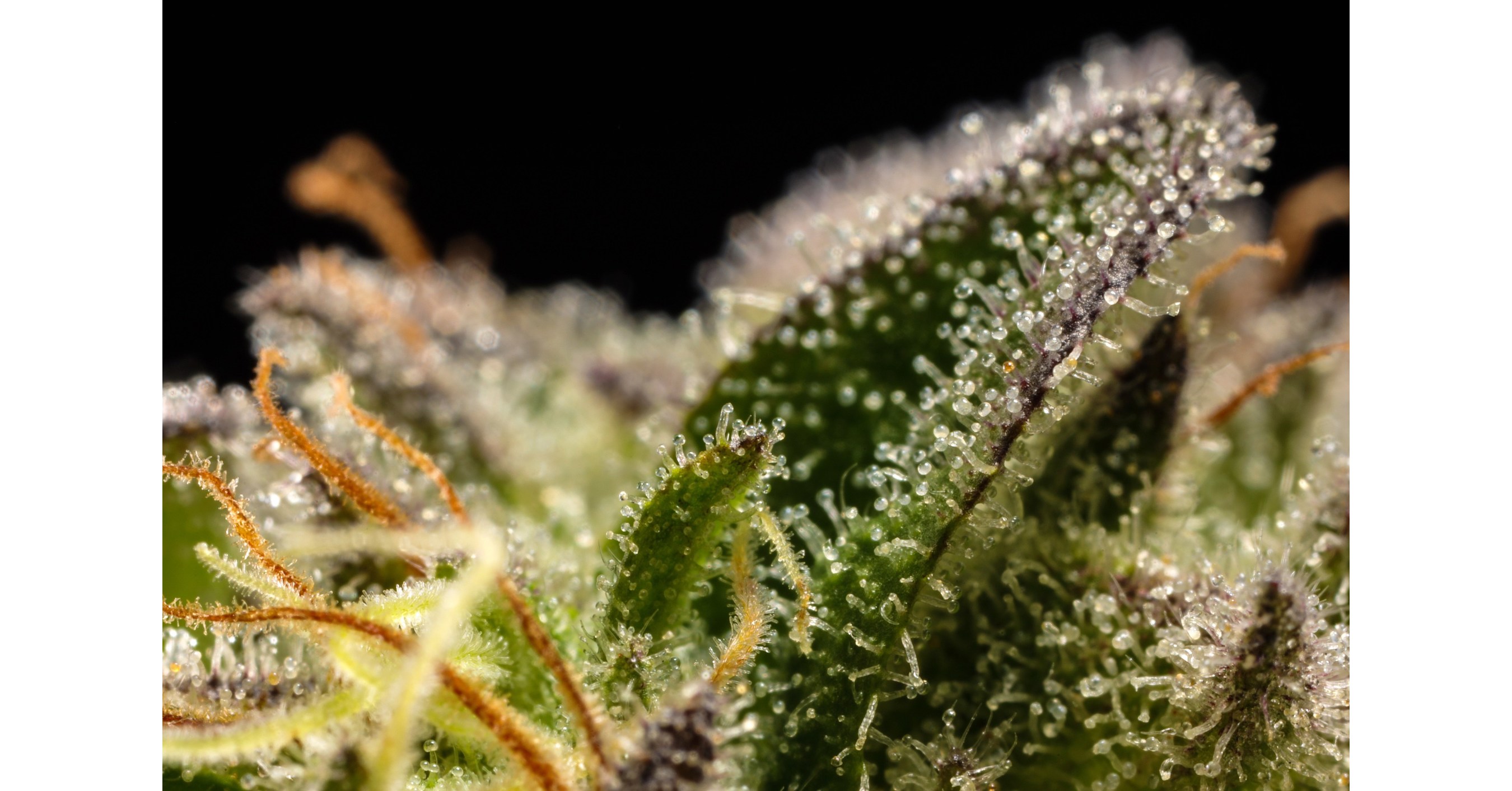 Glass House Farms Announces 4/20 Day Trip, An InPerson and Virtual