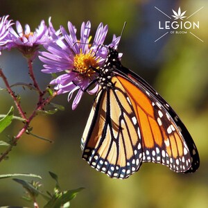 The Legion of Bloom Partners with Environmental Not-for-Profits