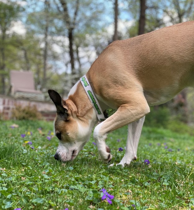 The Backyard Takes Center Stage in Everyday Life, Says the TurfMutt Foundation - Vimarsana News