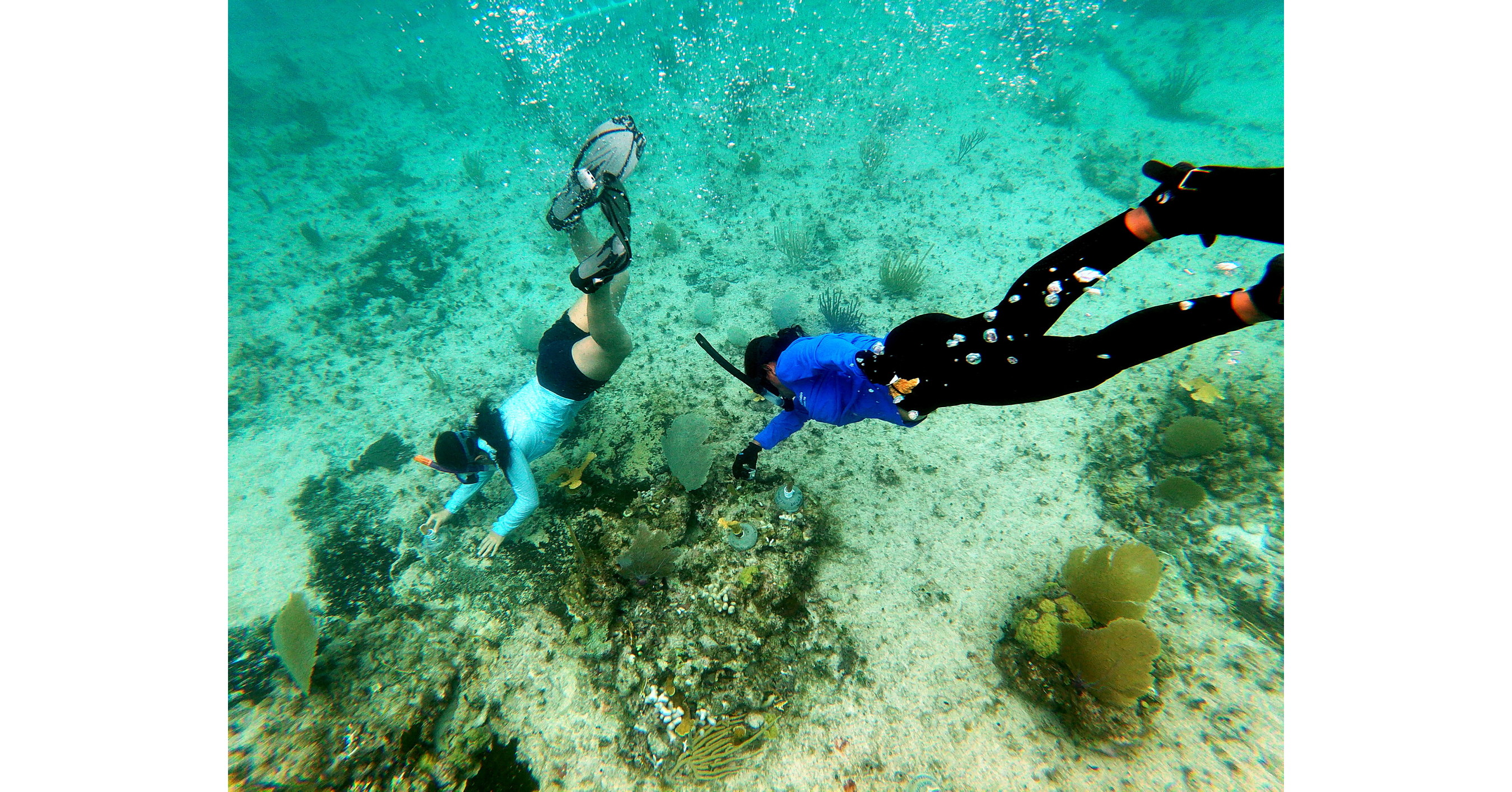 Fairmont Mayakoba Parnters With Oceanus In Honor Of Earth Day, Launches Online Donation Platform For Guests Fairmont Mayakoba Parnters With Oceanus In Honor Of Earth Day, Launches Online Donation Platform For Guests