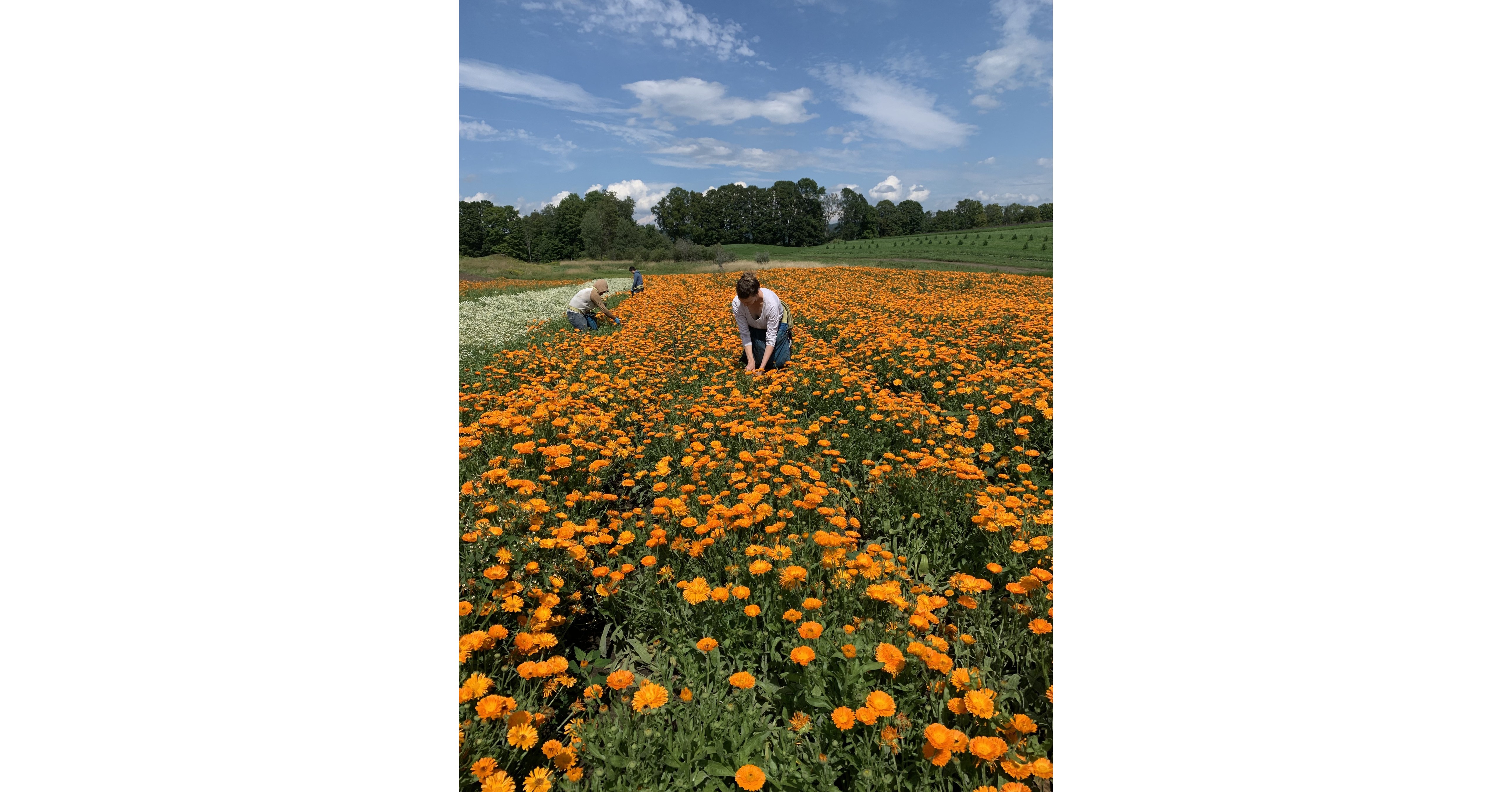 MegaFood® Announces Partnership with Certified Organic Herb Farm