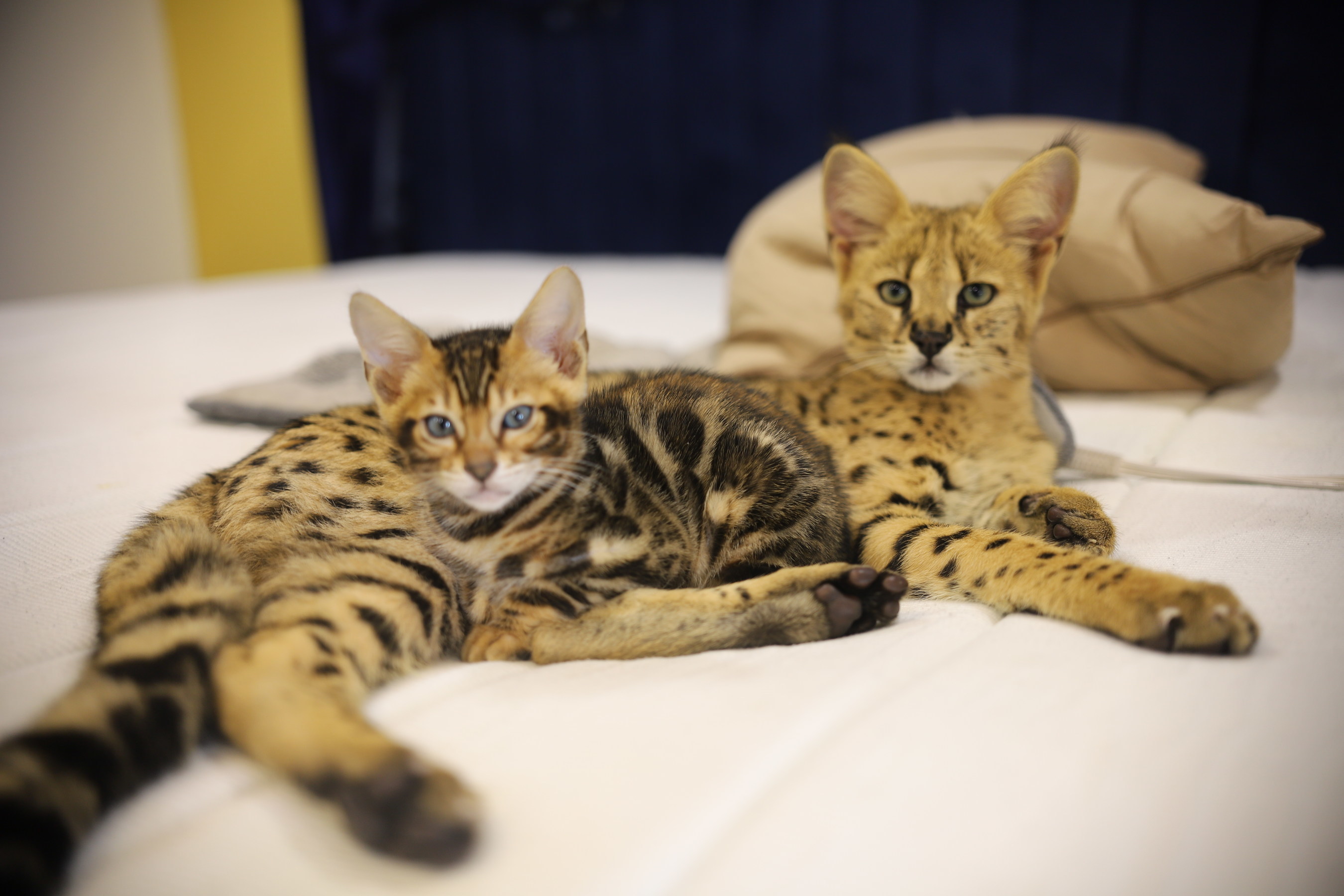 Fluffy French Bulldogs Bengal Cats F1 Savannah Cats The Designer Pets That Are Taking Social Media By Storm Cost Upwards Of 250 000