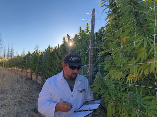 Nathaniel Pennington, founder & CEO of Humboldt Seed Company evaluates Humboldt cannabis varieties in California's cannabis epicenter.