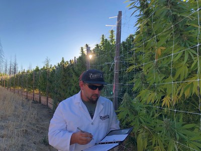 Nathaniel Pennington, fondateur et chef de la direction de Humboldt Seed Company, value les varits de cannabis Humboldt dans l'picentre du cannabis en Californie.