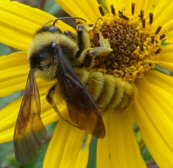 American Bumble Bee (Bombus pensylvanicus) on Swamp Sunflower (Helianthus angustifolius)