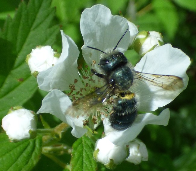 Blue Orchard Bee (Osmia lignaria) on native Blackberry (Rubus species)
