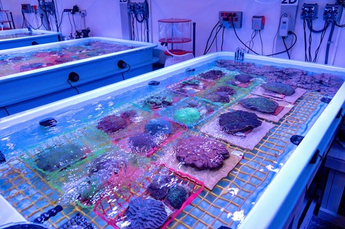 coral growing indoors at the Florida Coral Rescue Center in Orlando, Florida.  FCRC is a public-private consortium project of SeaWorld Orlando, Disney Co., the Fish & Wildlife Foundation of Florida, the Florida Fish and Wildlife Conservation Commission, the Association of Zoos and Aquariums, NOAA and other marine, science and conservation organizations.
