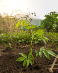 Flor de Caña pledges to plant more than one million trees by 2025