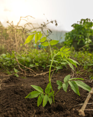 Flor de Caña s'engage à planter plus d'un million d'arbres d'ici 2025