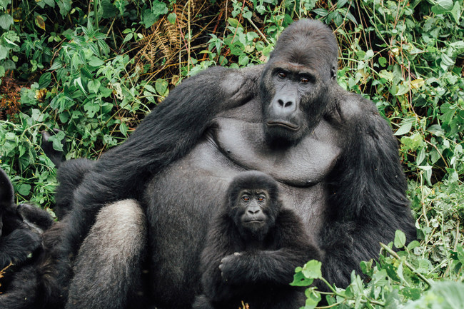 An unhabituated Grauer's gorilla. These critically endangered gorillas have declined in population by 80% over the past 25 years. (Photo credit: Dian Fossey Gorilla Fund)