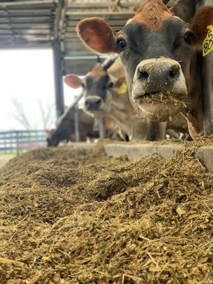 Dairy farmers produce nutritious milk with care for the planet every day. Dutch Hollow Farm in Schodack Landing, N.Y., reduces waste on the farm by feeding cows leftovers.