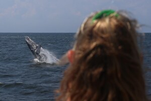 Seastreak Whale Watching Expands - Now Offering Trips Departing from Manhattan