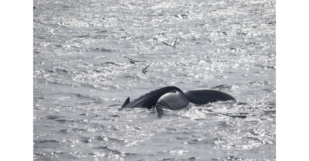 A Whale of a Good Time (…in search of Humpback Whales along Ecuador's  coast) – On The Road with Tall Guy & JET