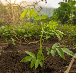 Flor de Caña Rum pledges to plant more than one million trees by 2025 in partnership with One Tree Planted