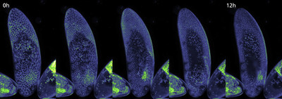 Time-lapse Z series maximum intensity projection images of a developing Drosophila embryo expressing PLC-PH::GFP (PIP2) acquired every 10 minutes for 12 hours with 2K x 1K pixels (with 25x silicone immersion objective), courtesy of Yang Hong Laboratory, Department of Cell Biology, University of Pittsburgh in collaboration with the Center for Biological Imaging. With high-speed scanning, it is possible to minimize photobleaching of the specimen even with long-term imaging.