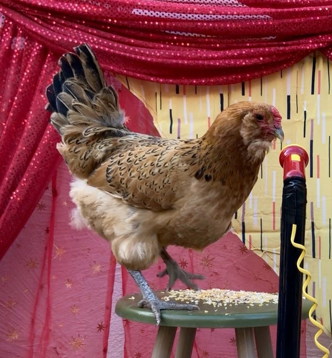 Watch "Chicken's Got Talent" at https://www.chickens.org/chickensgottalent/ and vote for your favorite act through 6 pm PDT Friday, April 30, 2021.