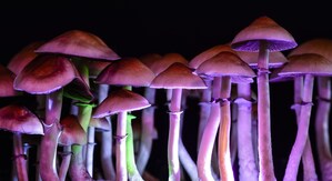 Red Light Holland and Halo Collective Create Red Light Oregon, Inc. - Forwarding Intentions to enter Oregon Medicinal Psychedelic Market
