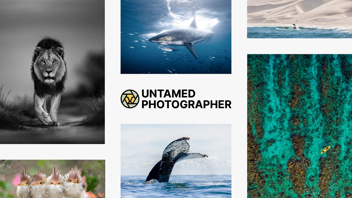 Creatd, Inc. Announces Strategic Investment in Untamed Photographer, NFT Collaboration, and Vocal Community and Challenge Sponsorships - Vimarsana News