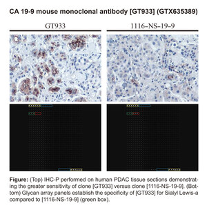 GeneTex Launches Novel Glycan Array-Validated CA 19-9 Antibody