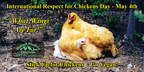 International Respect For Chickens Day Celebrates Compassion For Chickens