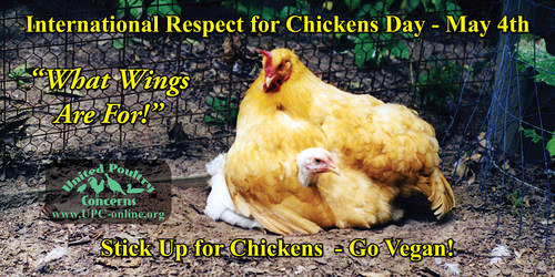 International Respect For Chickens Day - May 4th.