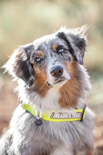 PetSmart adds new pet gear and accessories to outdoor collection, Arcadia Trail