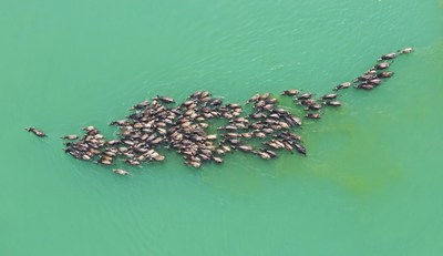 A herd of cattle cross the Jialing River towards an island for grass on April 30. Such a grand scene in Peng'an county, Sichuan province appears repeatedly everyday between April to October (PRNewsfoto/Peng'an county)