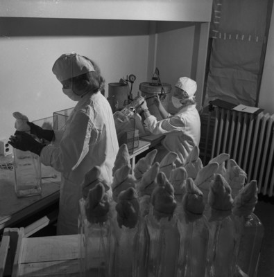 Lab technicians at Connaught harvest a virus to be used in producing a Salk vaccine, courtesy of Library and Archives Canada (CNW Group/Public Health Agency of Canada)