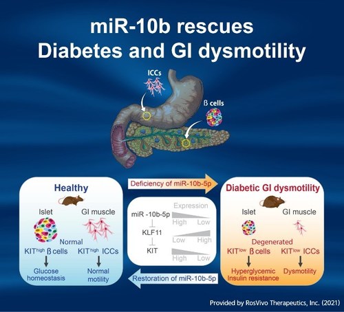 miR-10-5p performs as a key factor in GI dysmotility and Diabetes via the KLF11-KIT pathway