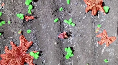 Precision AI raises $20 million to reduce the chemical footprint of agriculture (CNW Group/Precision AI) Precision AI raises $20 million to reduce the chemical footprint of agriculture (CNW Group/Precision AI)